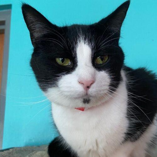 Speckles, a Adoptable Domestic Short Hair in Tipp City, OH image 4/5
