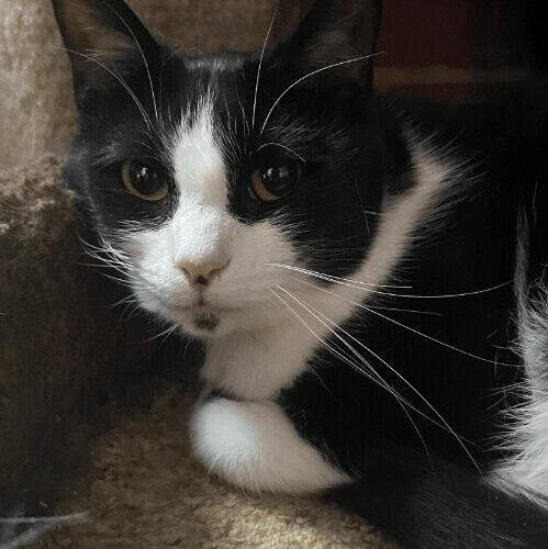 Speckles, a Adoptable Domestic Short Hair in Tipp City, OH image 2/5