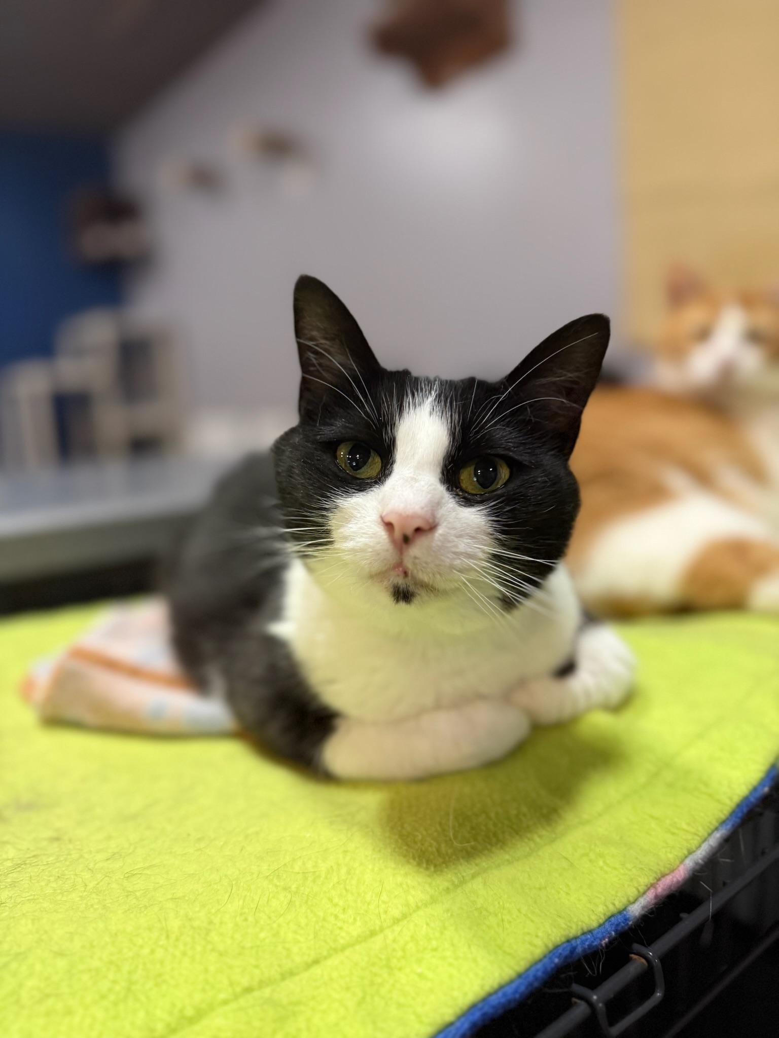 Speckles, a Adoptable Domestic Short Hair in Tipp City, OH image 3/6