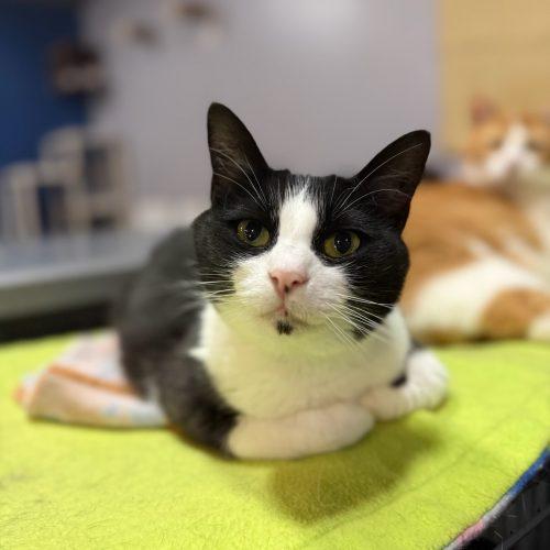 Enlarge Speckles, a Adoptable Domestic Short Hair in Tipp City, OH image 3/6