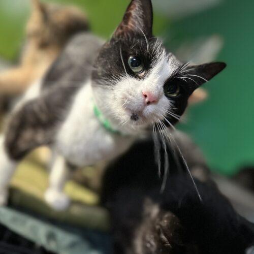 Speckles, a Adoptable Domestic Short Hair in Tipp City, OH image 5/5