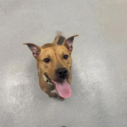 Tink, ADOPTABLE, Adult Female Mixed Breed.