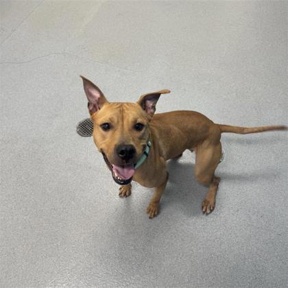 Enlarge Tink, a ADOPTABLE Mixed Breed in Hilliard, OH image 2/2