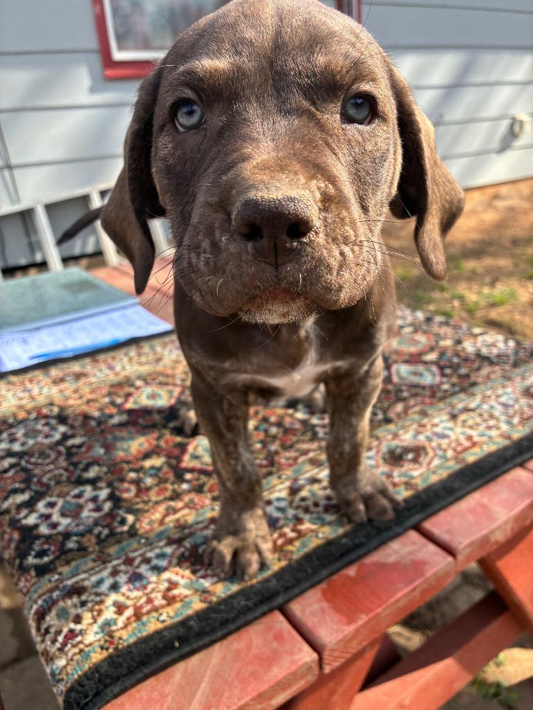 Pokie, Adoptable, Puppy Male Pit Bull Terrier & Mixed Breed.
