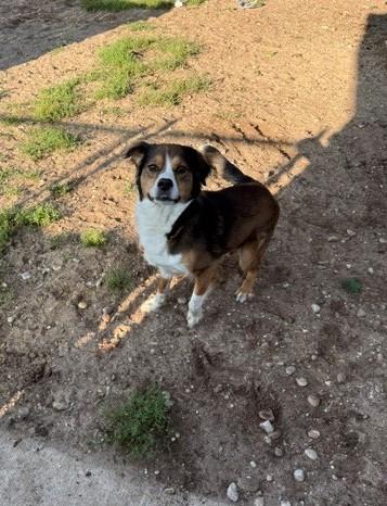 Cooper, a ADOPTABLE mixed breed in Bellaire, MI image 2/3