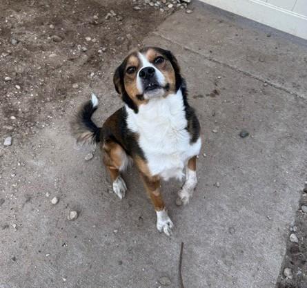 Cooper, a ADOPTABLE mixed breed in Bellaire, MI image 3/3