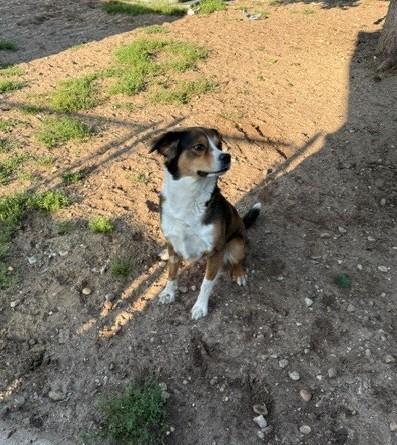 Cooper, ADOPTABLE, Adult Male Labrador Retriever.