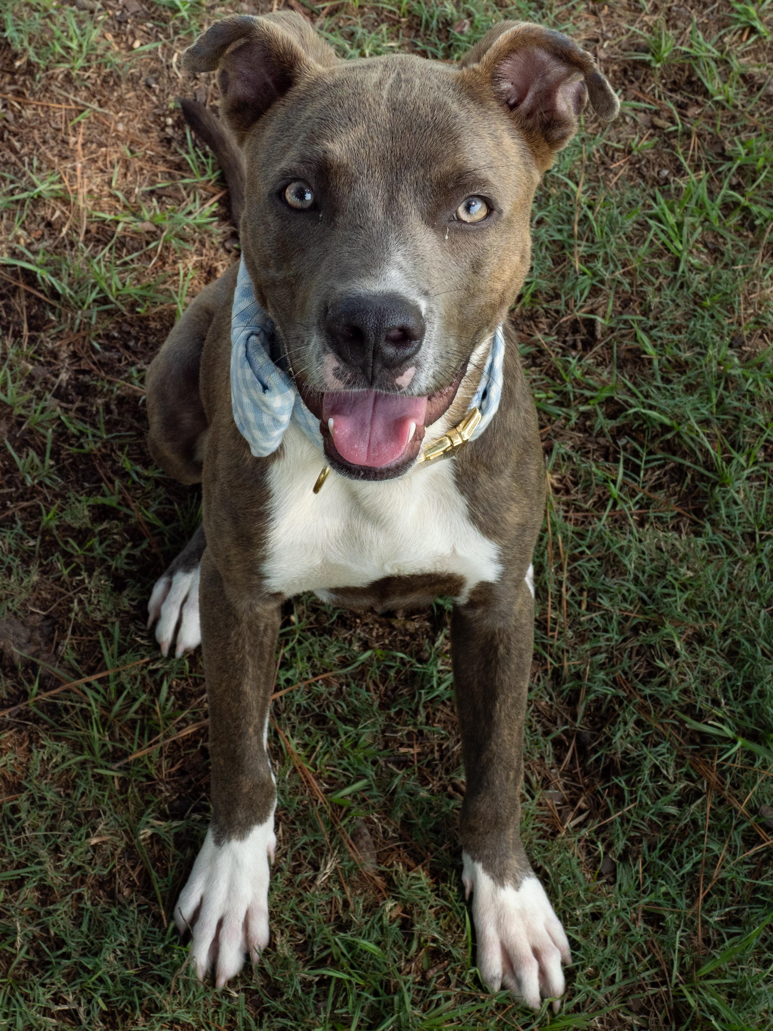 Enlarge Bruce, a Adopted Mixed Breed in Myrtle Beach, SC image 1/3