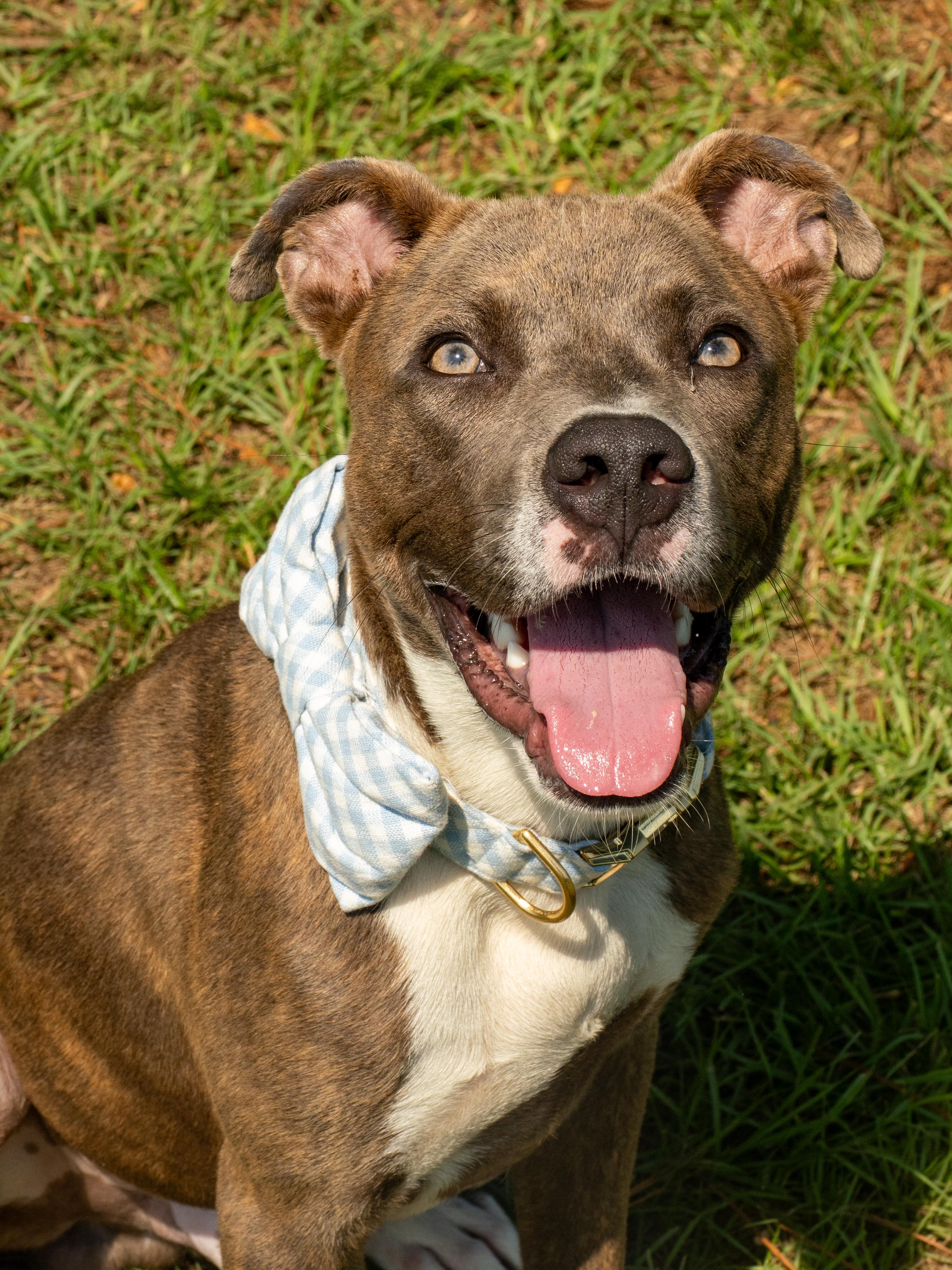 Enlarge Bruce, a Adopted Mixed Breed in Myrtle Beach, SC image 2/3