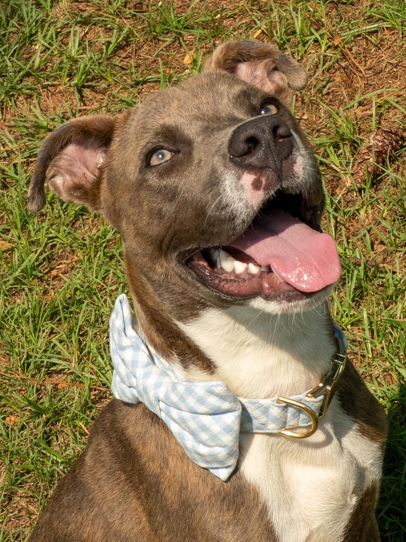 Enlarge Bruce, a Adopted Mixed Breed in Myrtle Beach, SC image 3/3