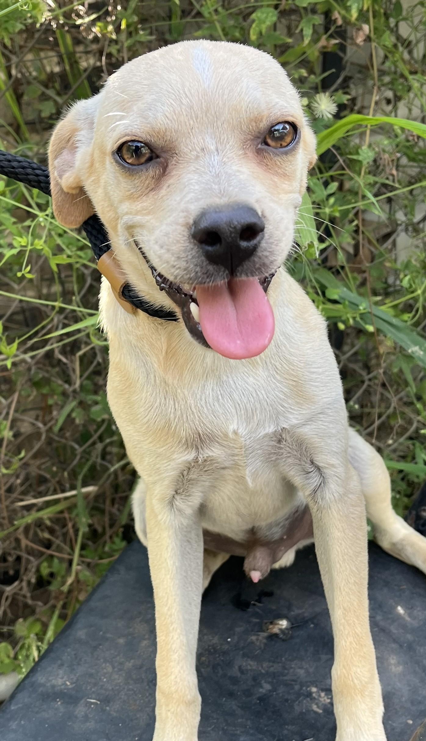 Bean, an adopted mixed breed in Sharon, CT image 2/2