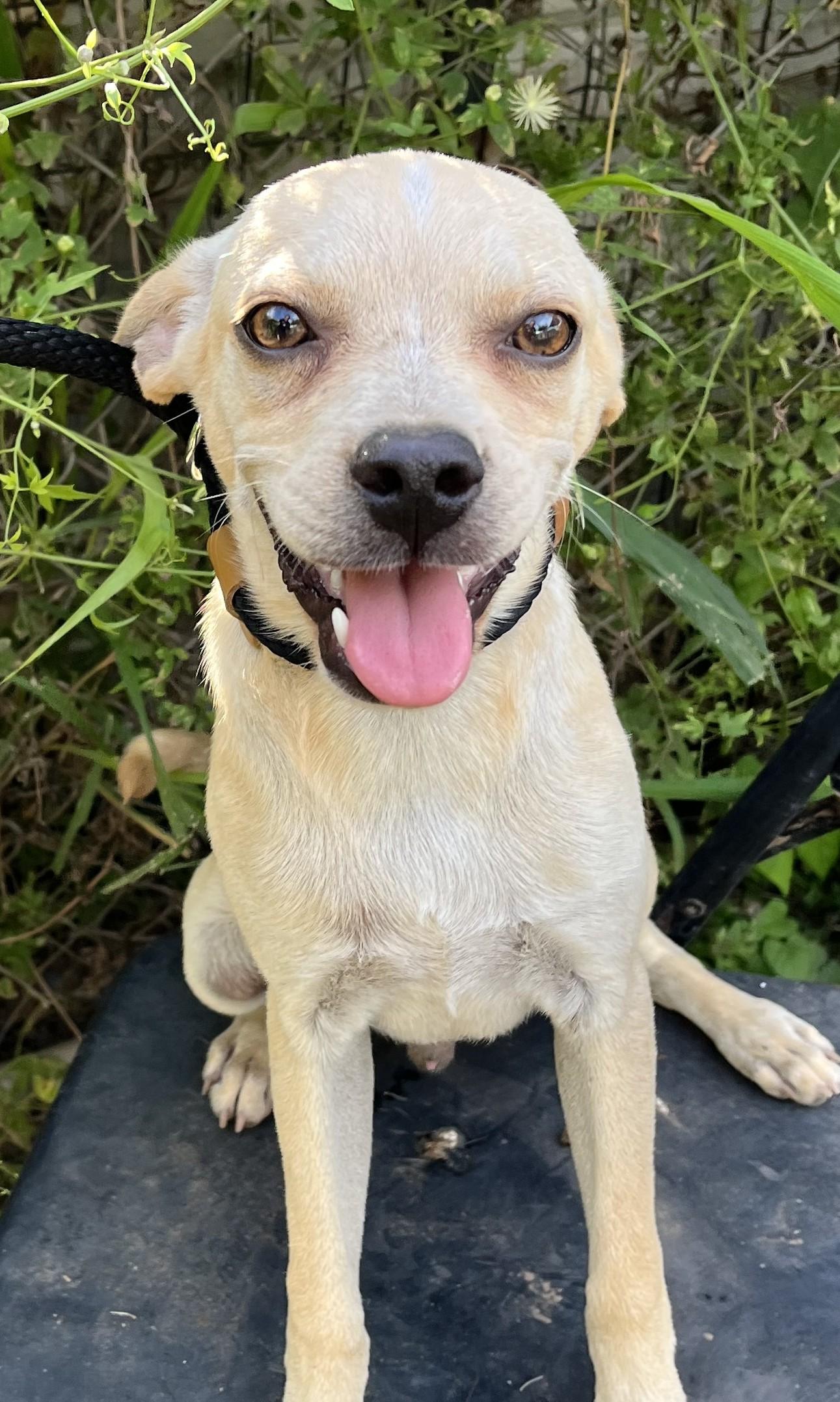 Bean, an adopted mixed breed in Sharon, CT image 1/2