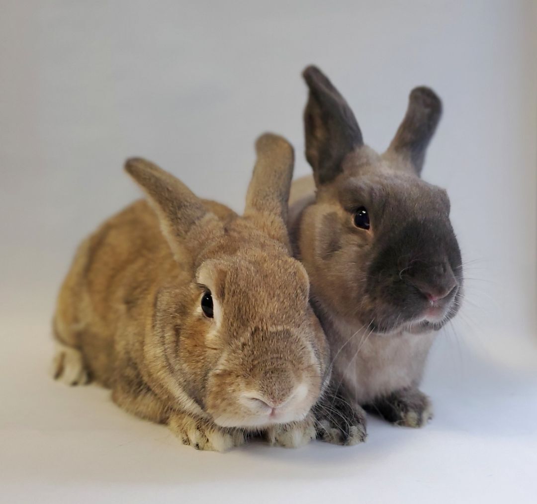 The Senators, a Adoptable American image 1/5