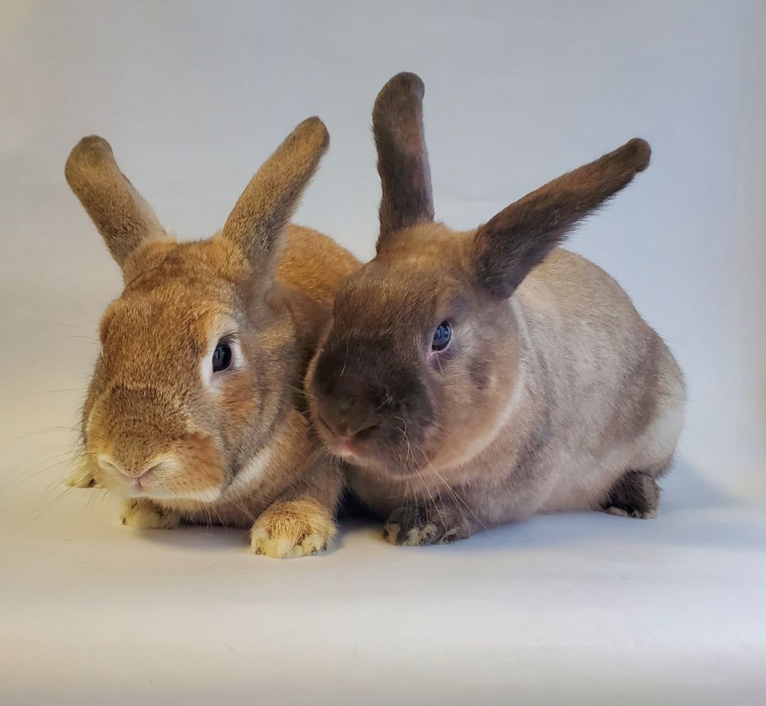 The Senators, a Adoptable American image 2/5