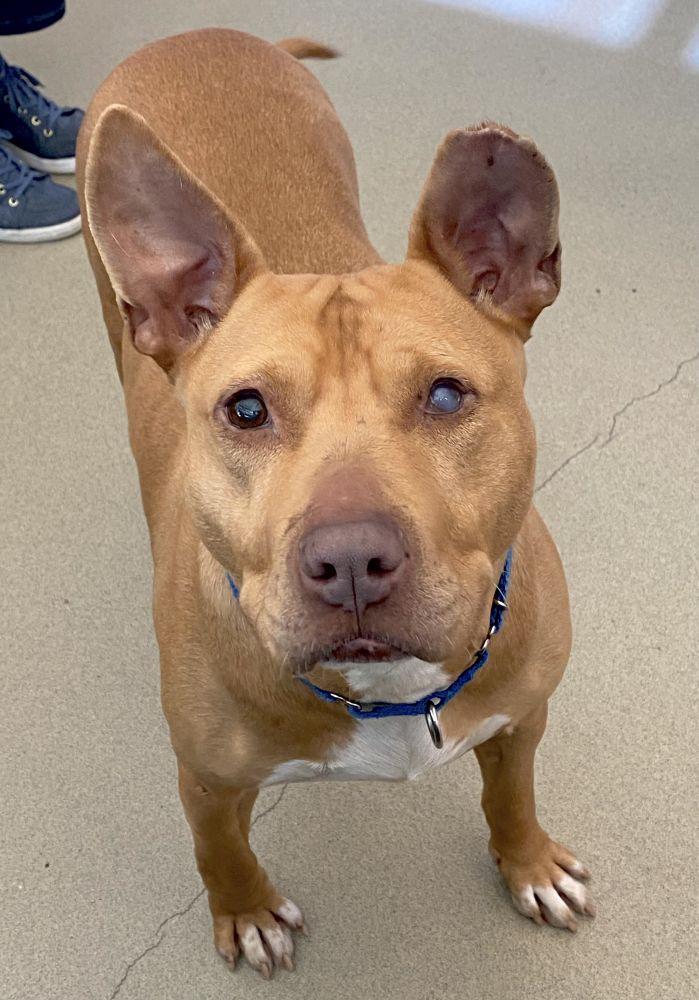 Janice, Adoptable, Adult Female Mixed Breed.