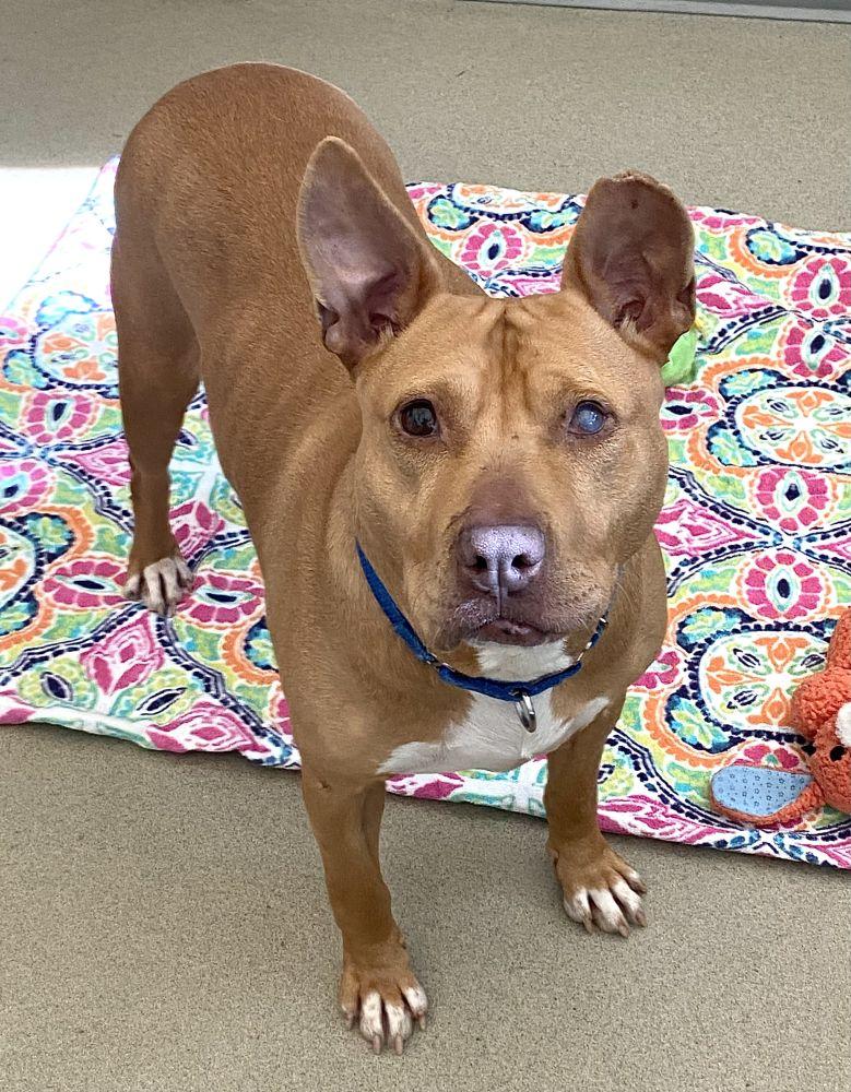 Enlarge Janice, a Adoptable Mixed Breed in Alexandria, VA image 2/2