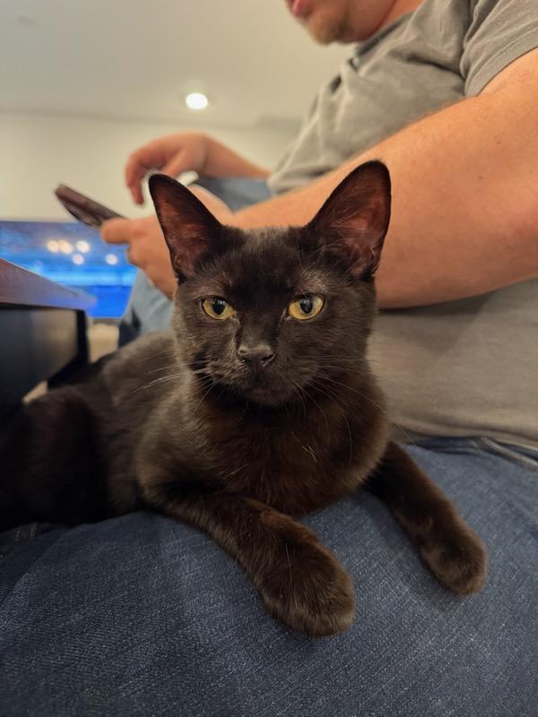 Carly, Adoptable, Kitten Female Domestic Short Hair.