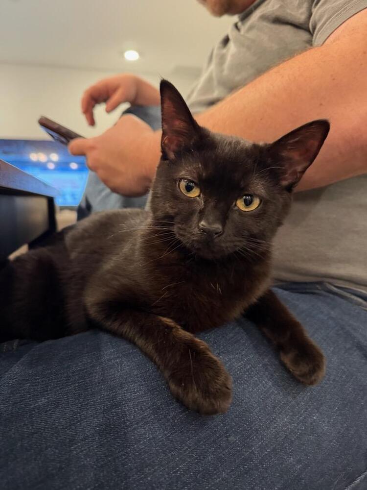 Enlarge Carly, a Adoptable mixed breed in Mooresville, NC image 2/6