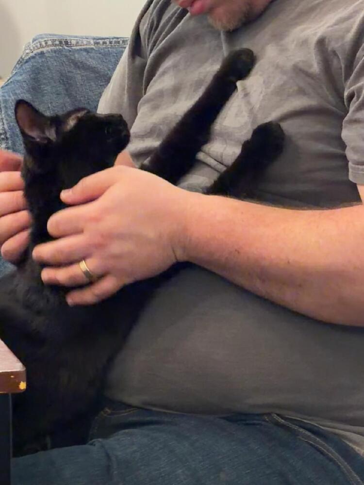 Enlarge Carly, a Adoptable mixed breed in Mooresville, NC image 3/6