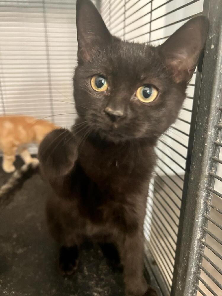 Enlarge Carly, a Adoptable mixed breed in Mooresville, NC image 4/6