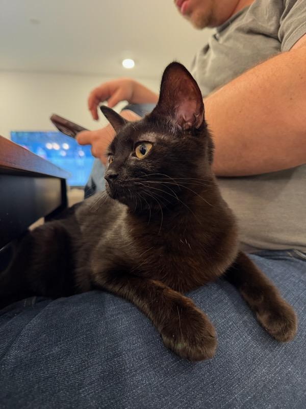 Enlarge Carly, a Adoptable mixed breed in Mooresville, NC image 5/6