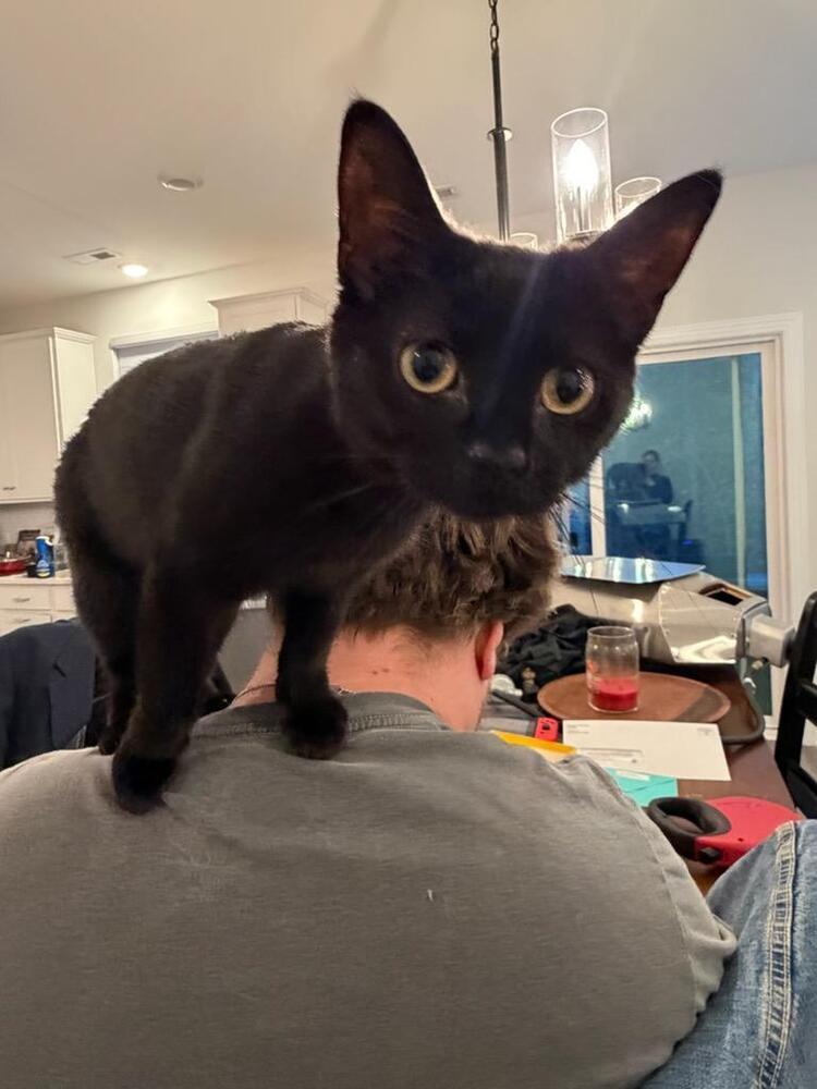 Enlarge Carly, a Adoptable mixed breed in Mooresville, NC image 6/6