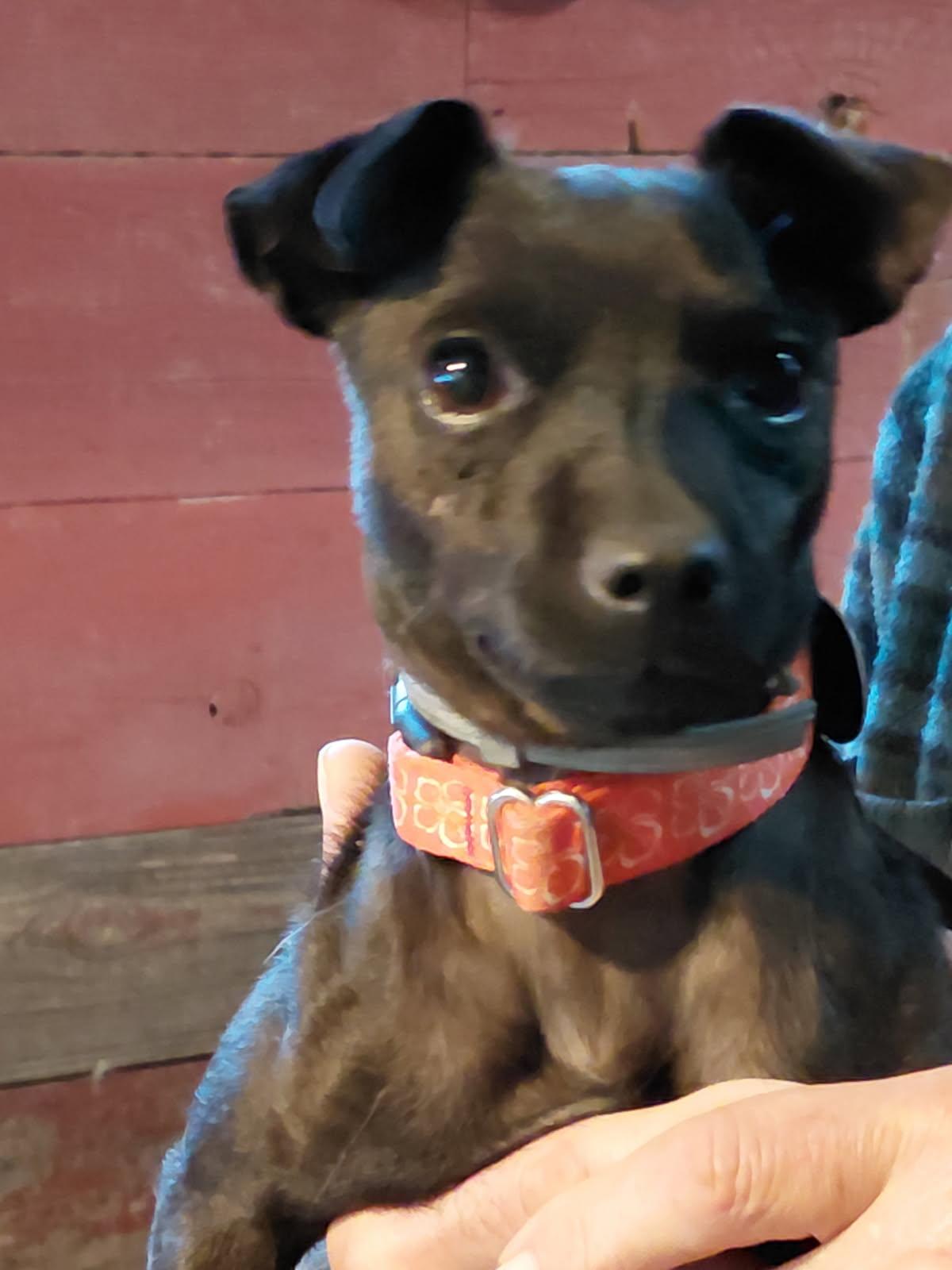 Enlarge CIDER, a Adoptable Patterdale Terrier / Fell Terrier in Millerstown, PA image 1/4