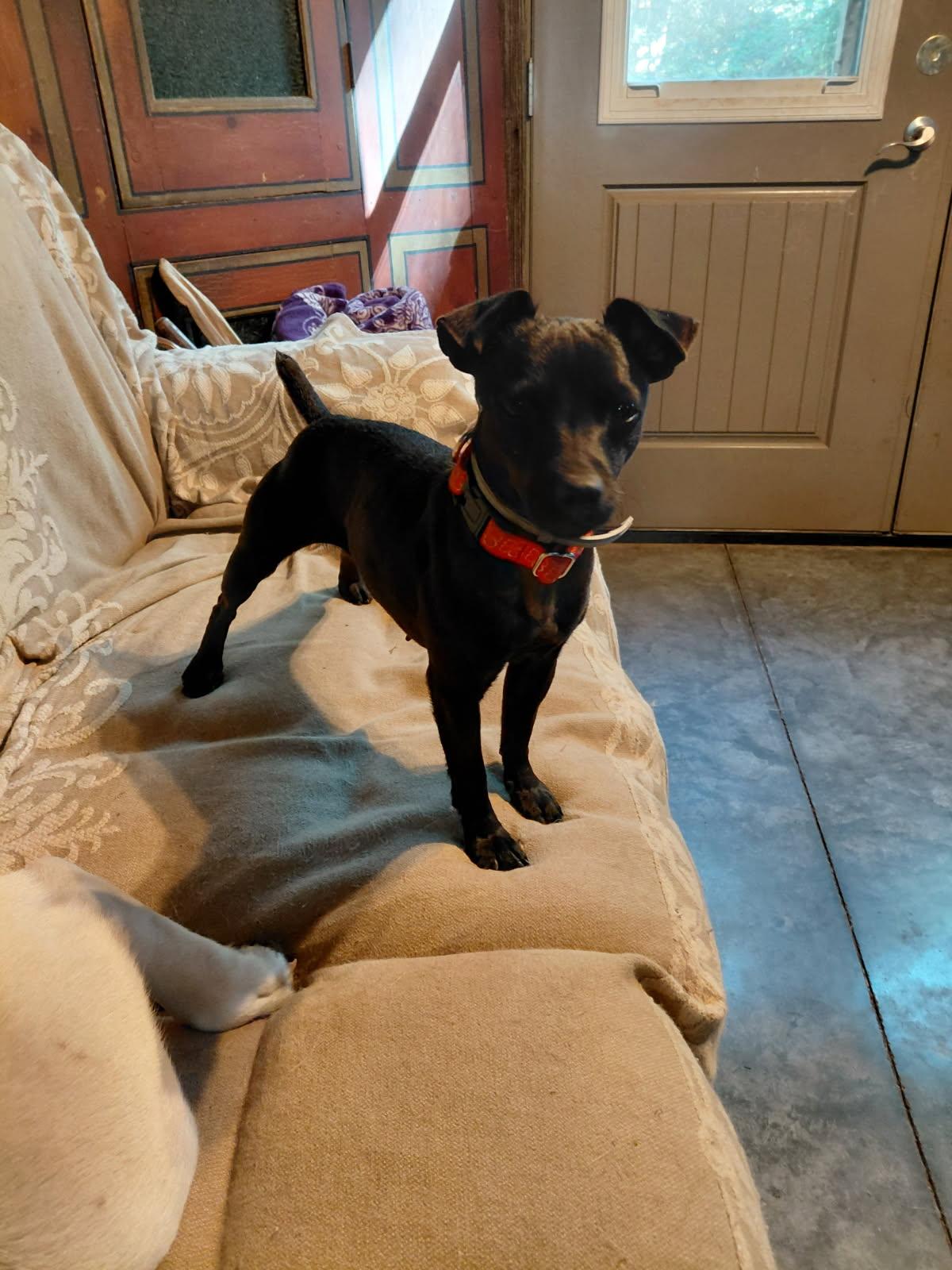 Enlarge CIDER, a Adoptable Patterdale Terrier / Fell Terrier in Millerstown, PA image 4/4