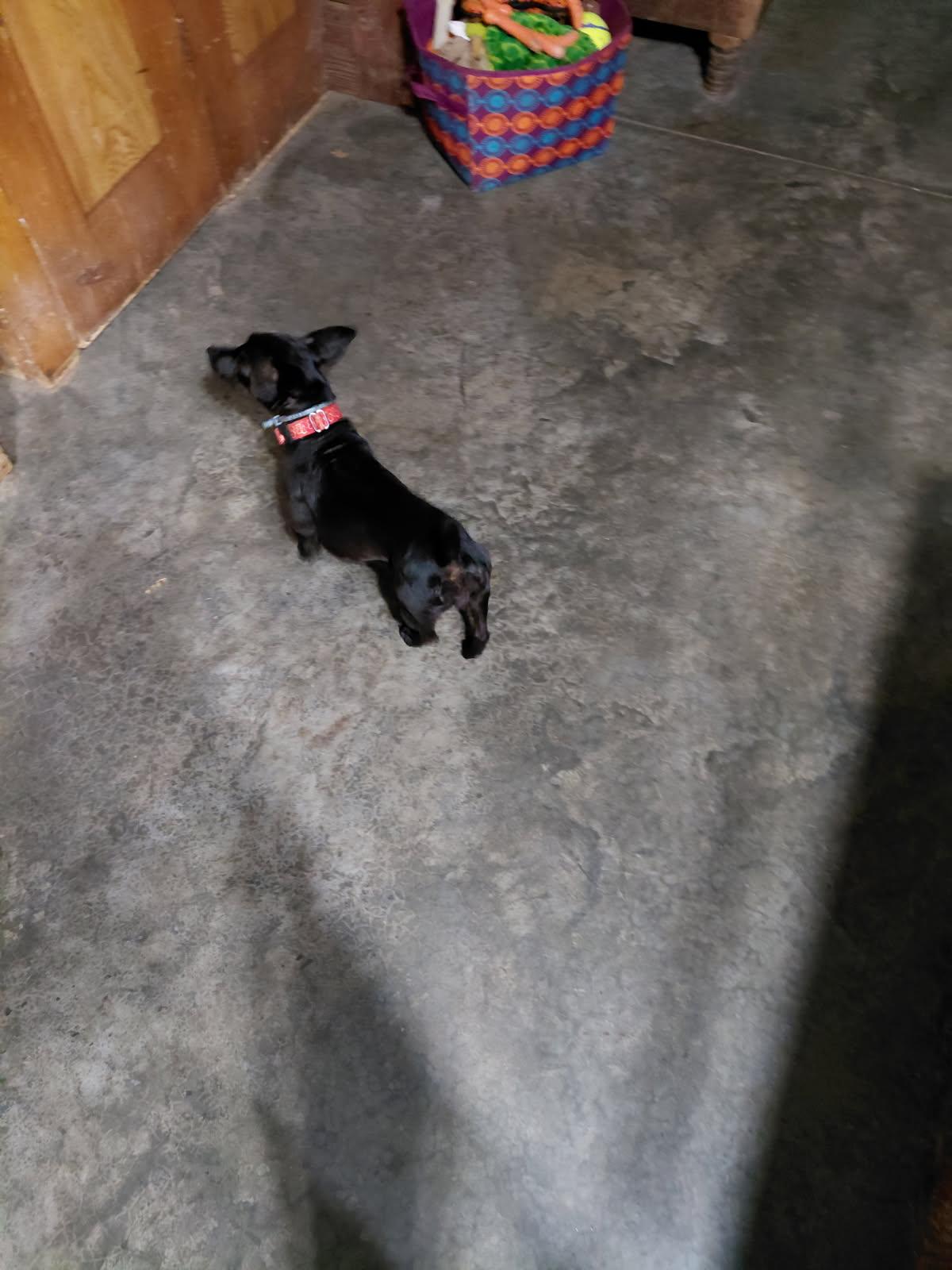 Enlarge CIDER, a Adoptable Patterdale Terrier / Fell Terrier in Millerstown, PA image 3/4