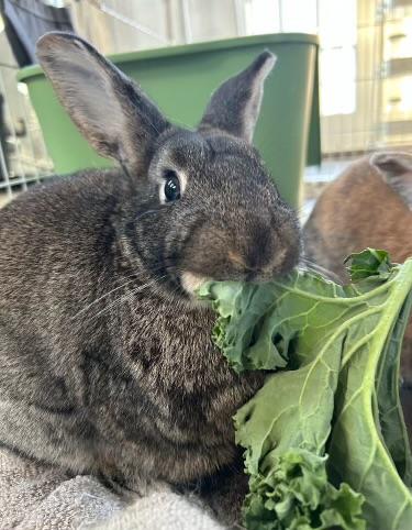 Foo Foo and Bugs - Bonded Pair, a Adopted Rex in Norwalk, CT image 4/4