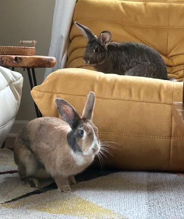 Foo Foo and Bugs - Bonded Pair, a Adopted Rex in Norwalk, CT image 2/4