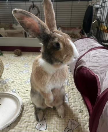 Foo Foo and Bugs - Bonded Pair, Adopted, Adult Male Rex.