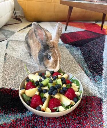 Foo Foo and Bugs - Bonded Pair, a Adopted Rex in Norwalk, CT image 3/4