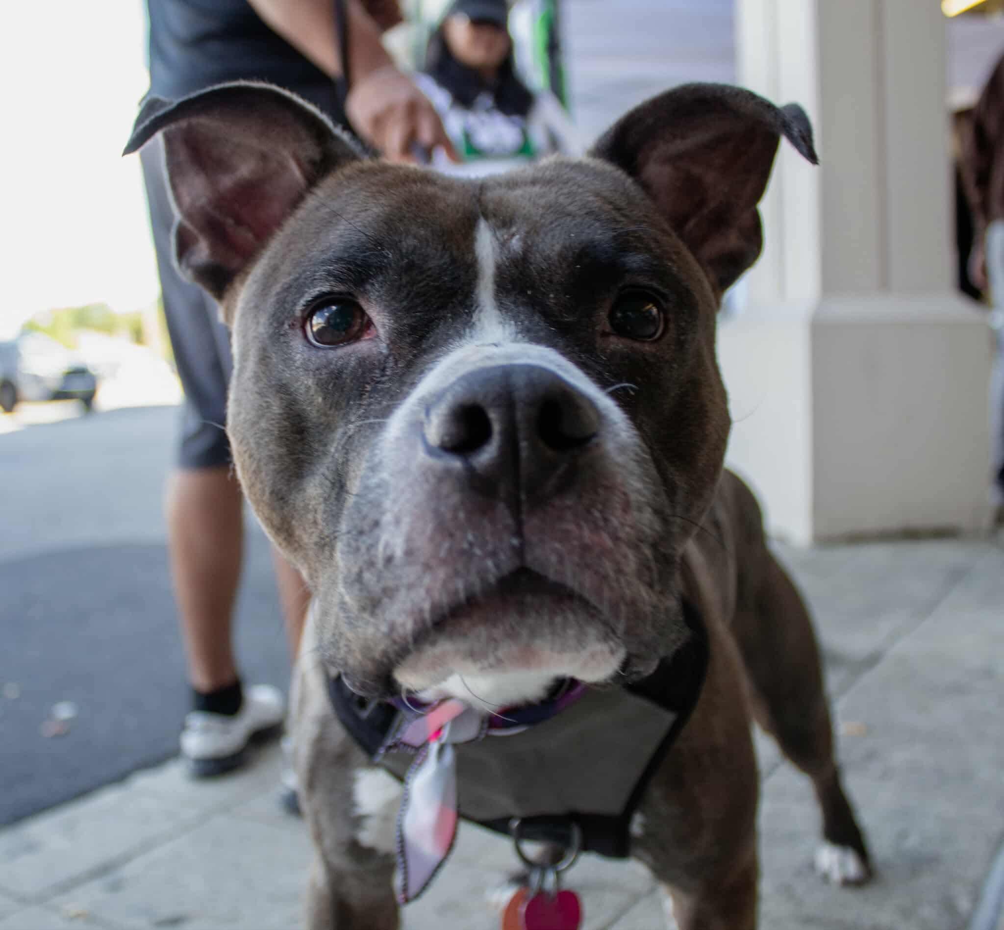 Boomer (Foster or Adopter Needed!), a Adoptable mixed breed in Westwood, NJ image 3/6