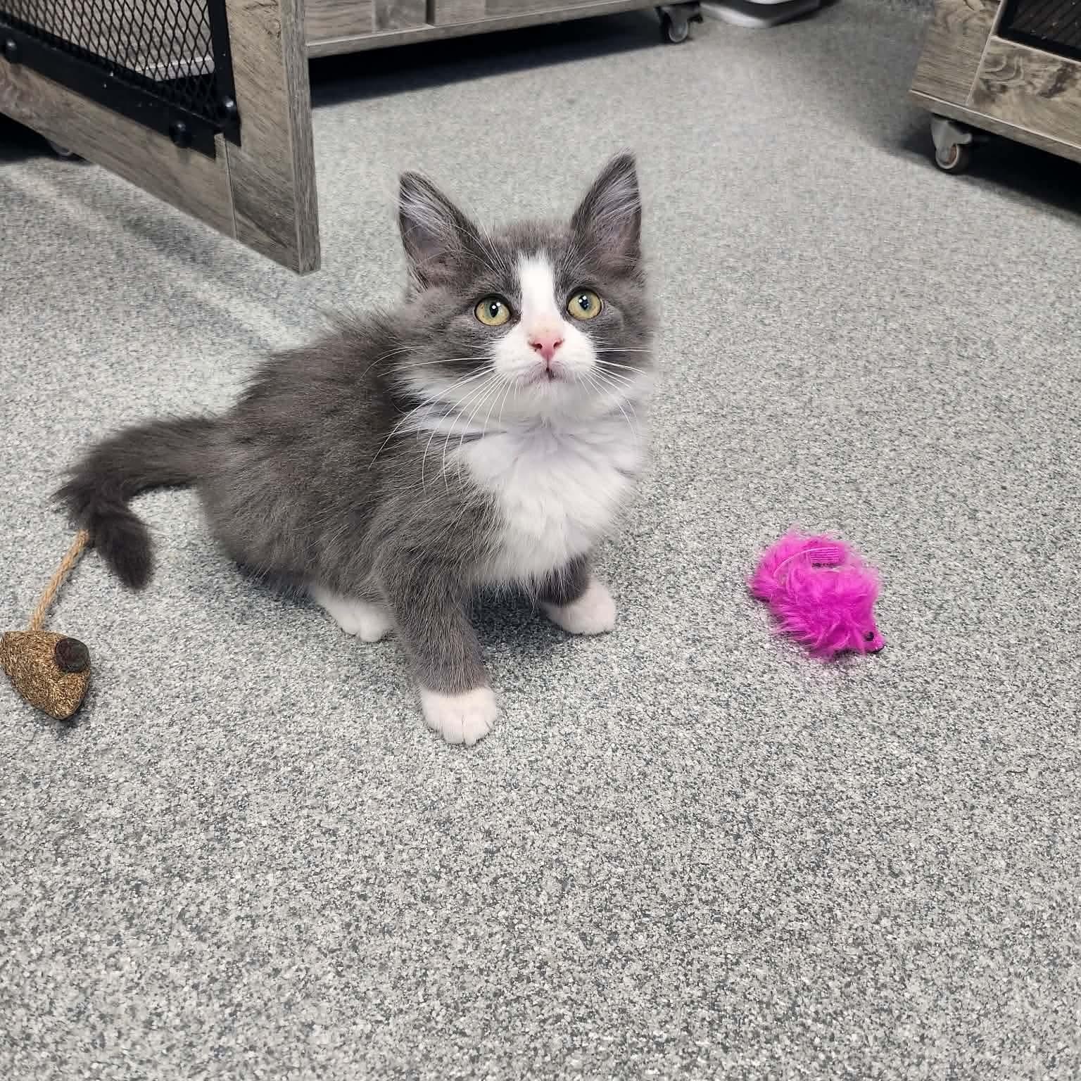 French Fry in foster care, a ADOPTABLE Domestic Medium Hair in Minooka, IL image 3/3