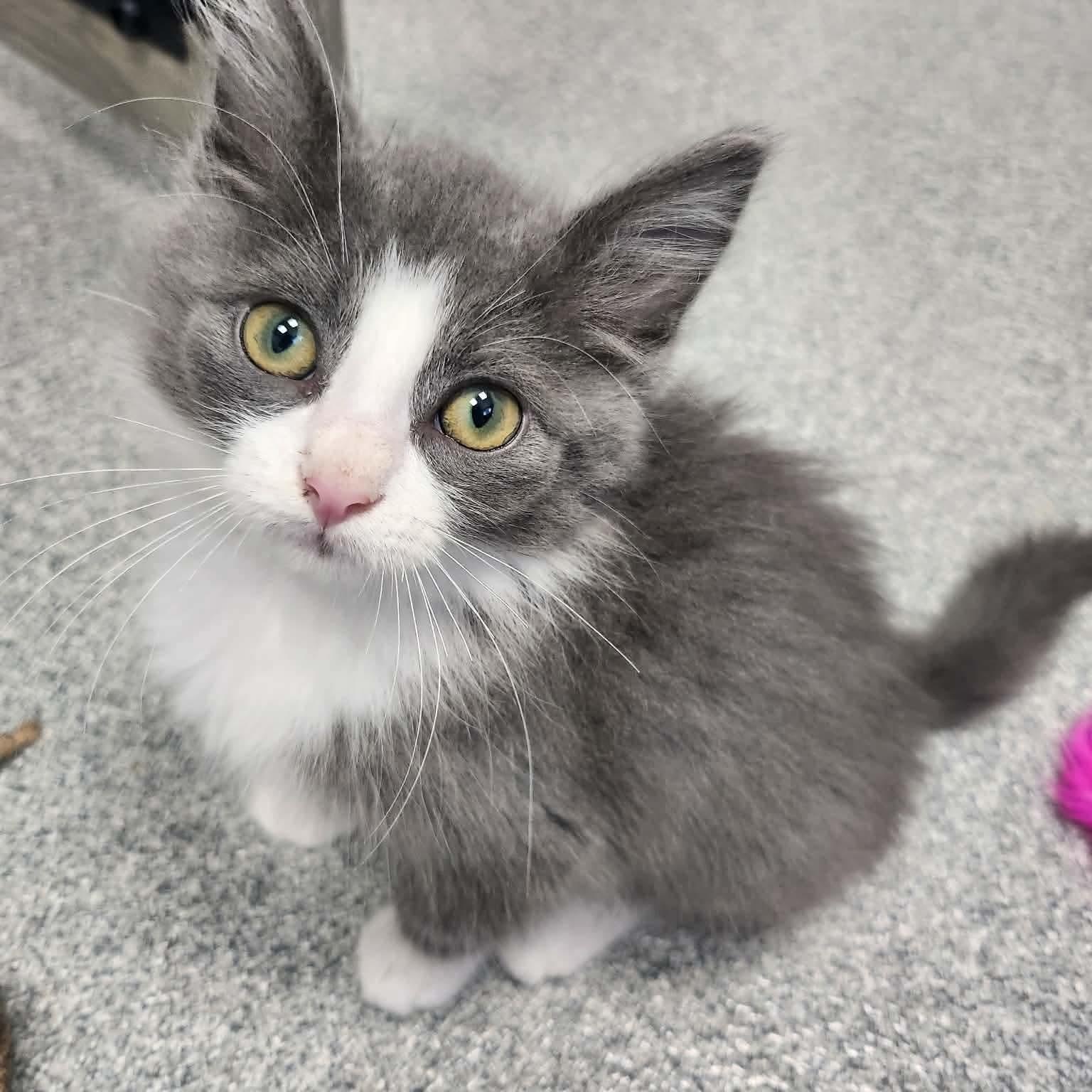 French Fry in foster care, ADOPTABLE, Kitten Male Domestic Medium Hair.