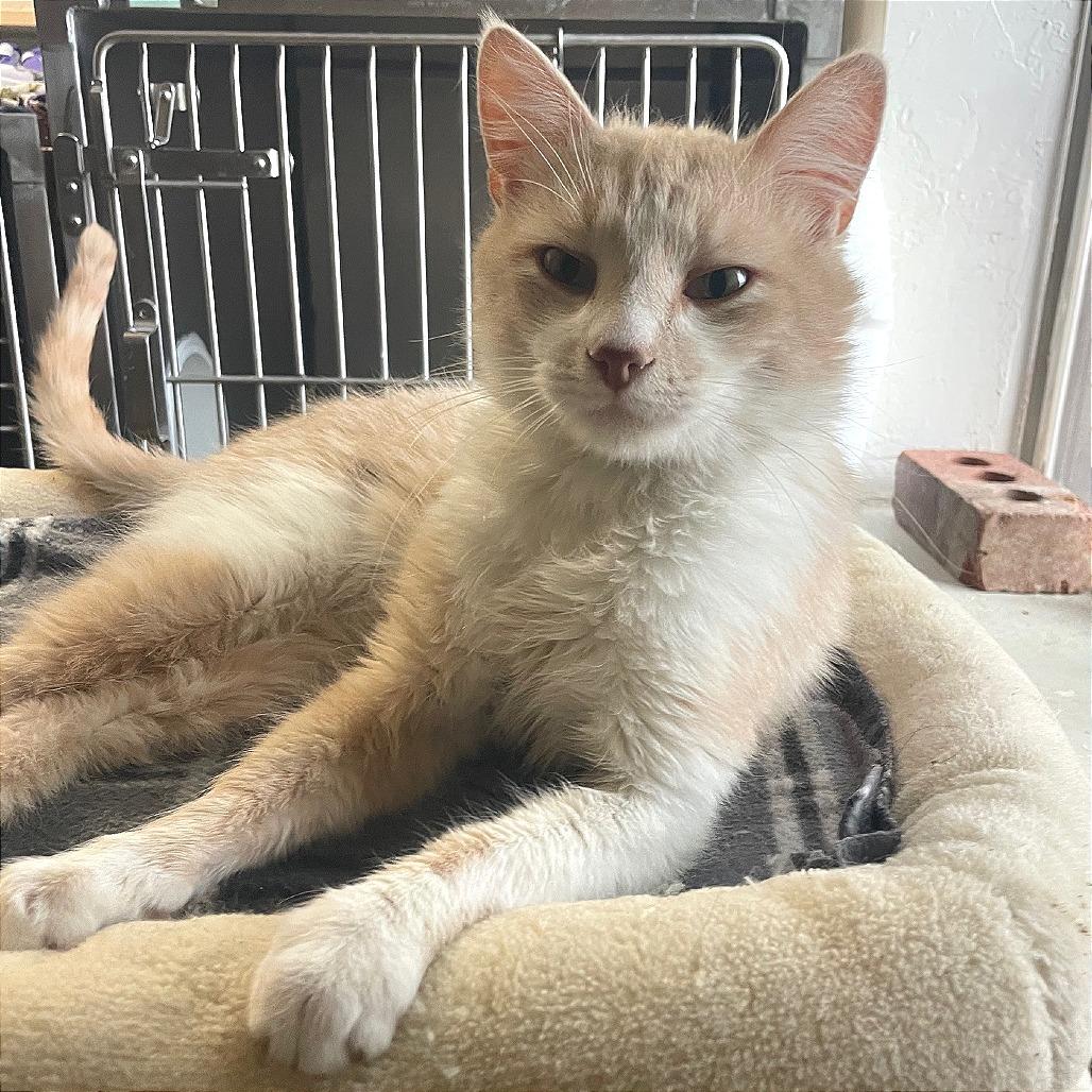 Enlarge Argyle, a Adoptable Domestic Short Hair in Prescott, AZ image 1/5