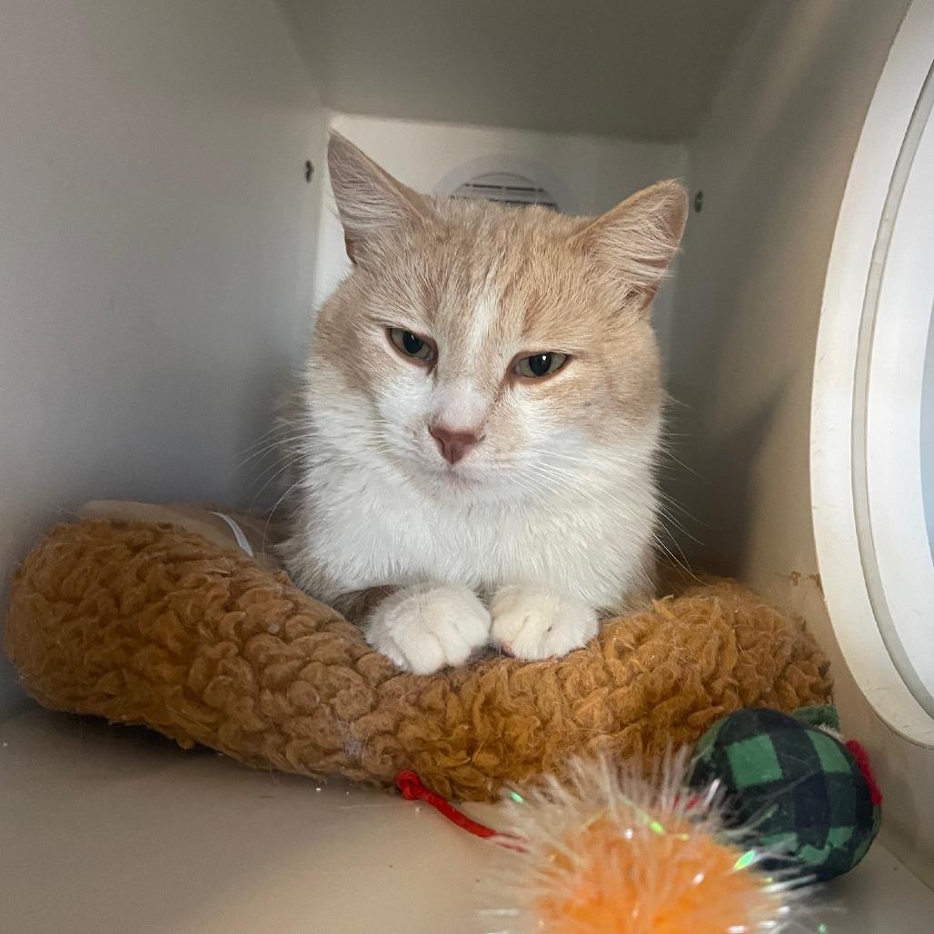 Enlarge Argyle, a Adoptable Domestic Short Hair in Prescott, AZ image 2/5