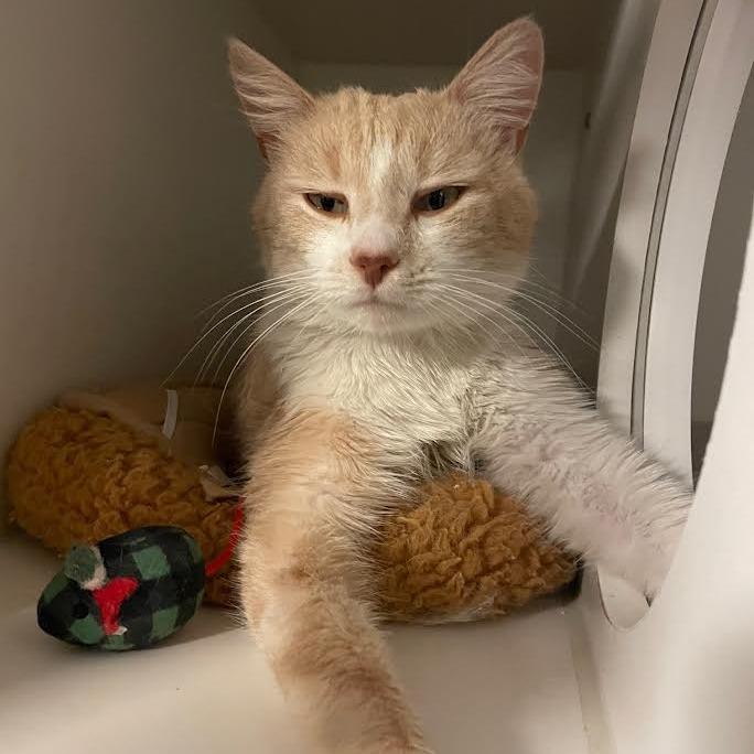 Enlarge Argyle, a Adoptable Domestic Short Hair in Prescott, AZ image 3/5