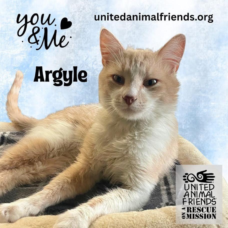 Enlarge Argyle, a Adoptable Domestic Short Hair in Prescott, AZ image 4/5
