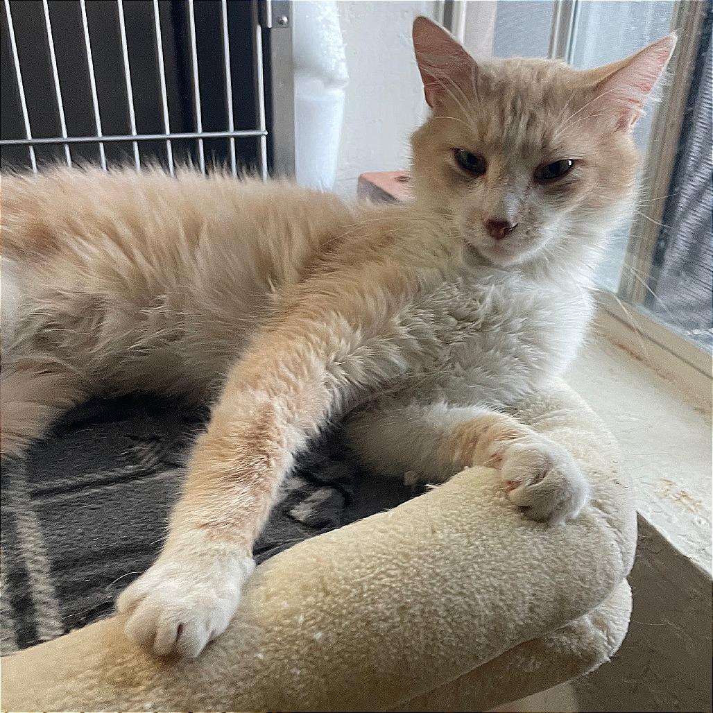 Enlarge Argyle, a Adoptable Domestic Short Hair in Prescott, AZ image 5/5