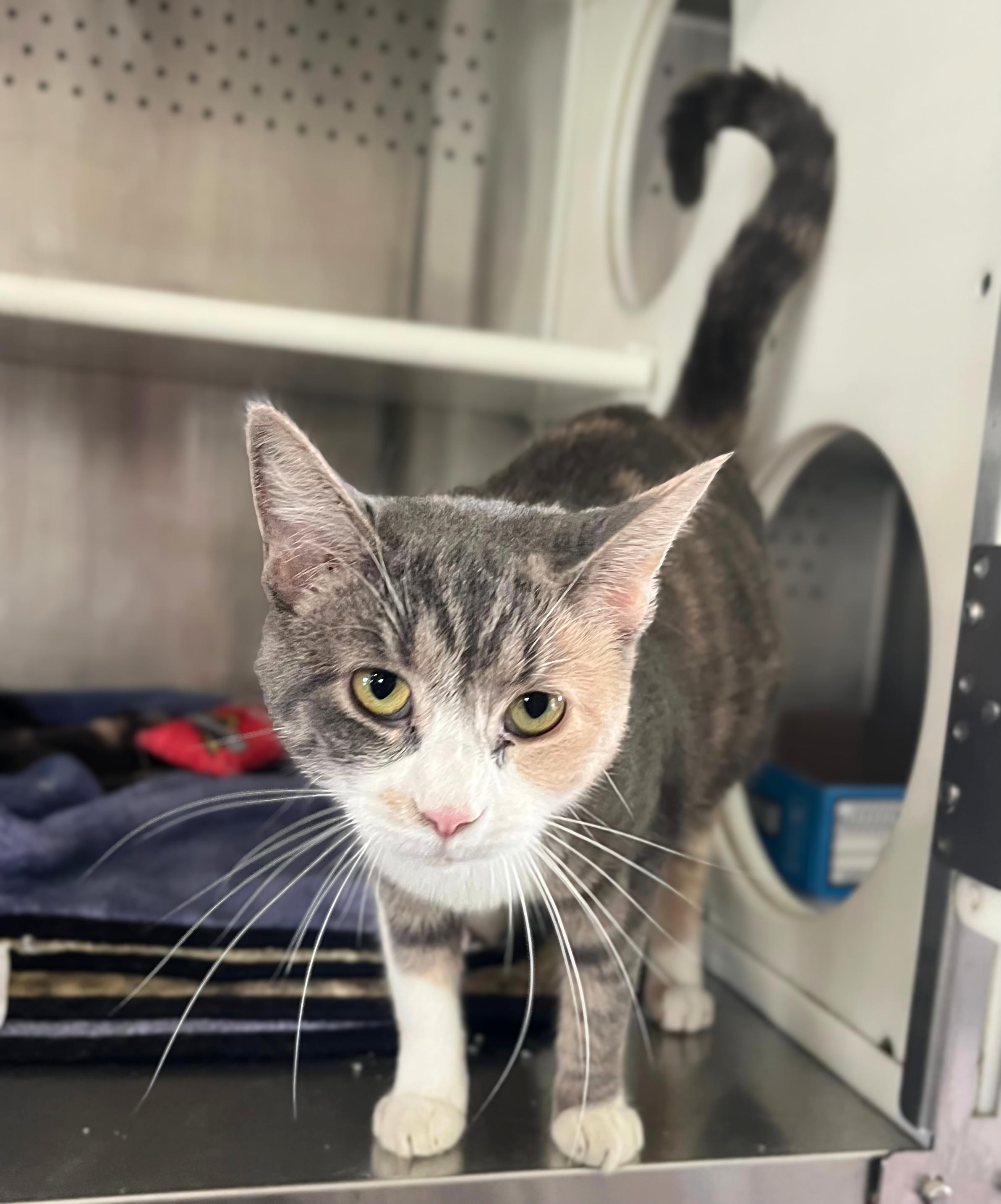 Bahama Mama, Adopted, Adult Female Domestic Short Hair.