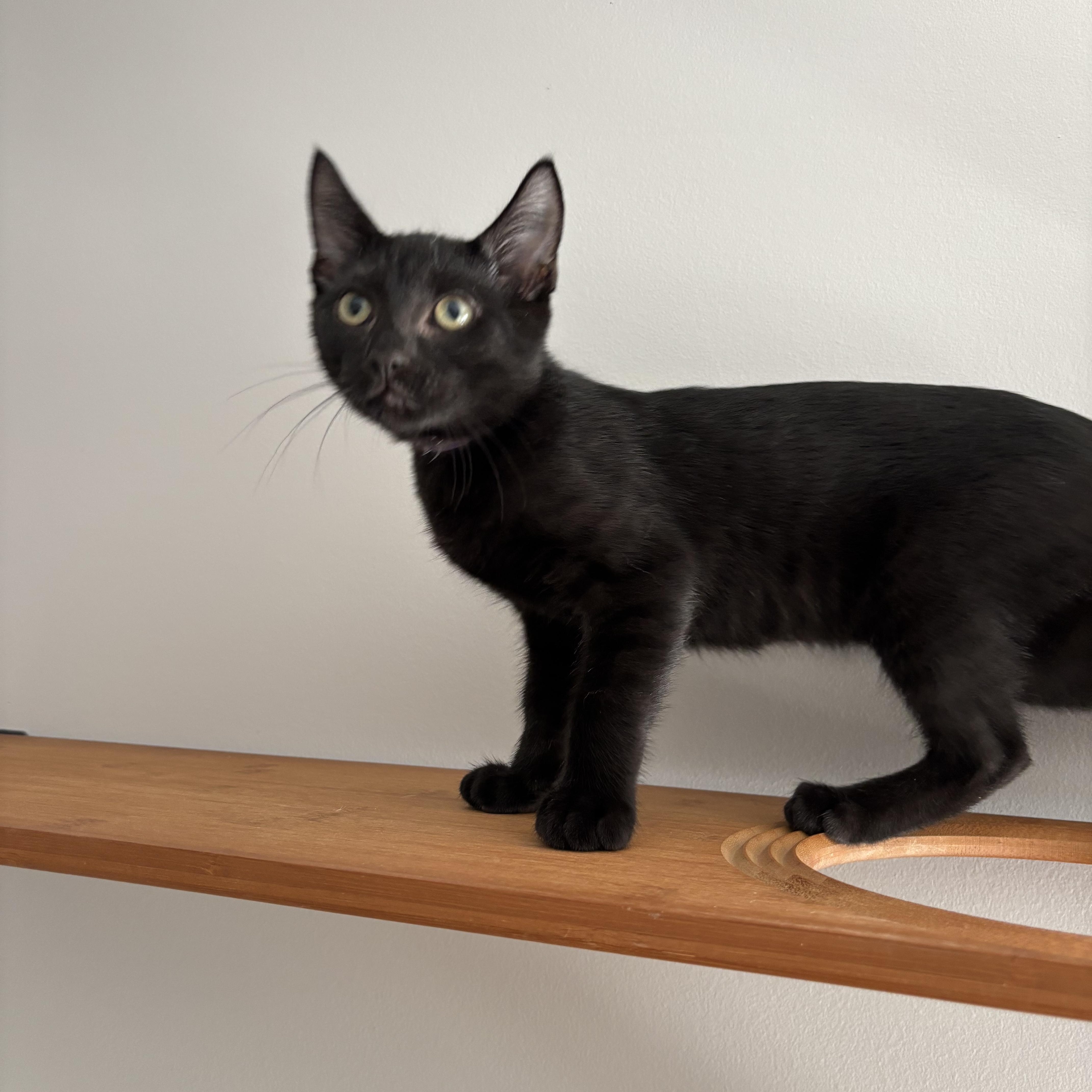 Professor Plum, Adoptable, Young Male Domestic Short Hair.
