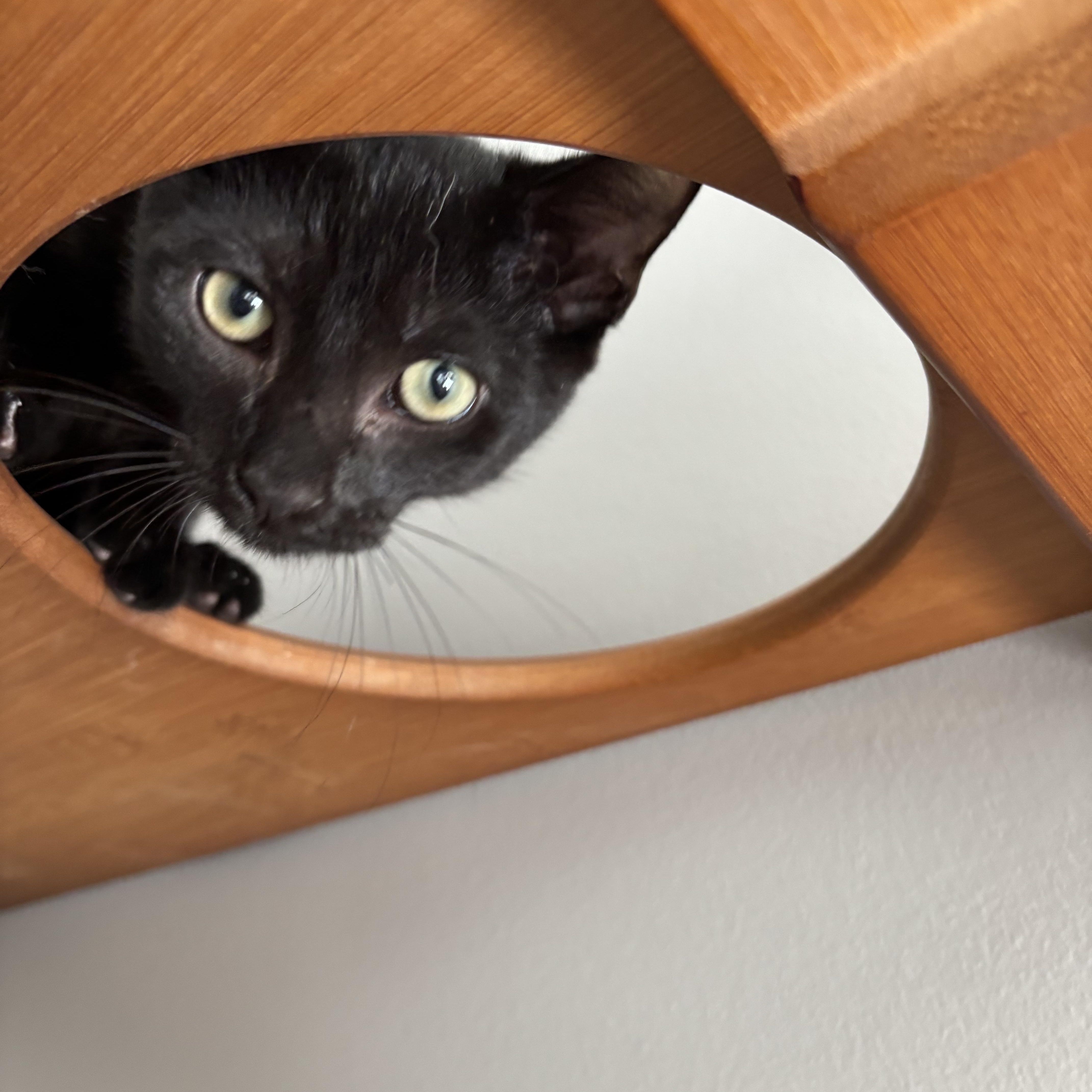 Professor Plum, a Adoptable Domestic Short Hair in DICKSON, TN image 3/4