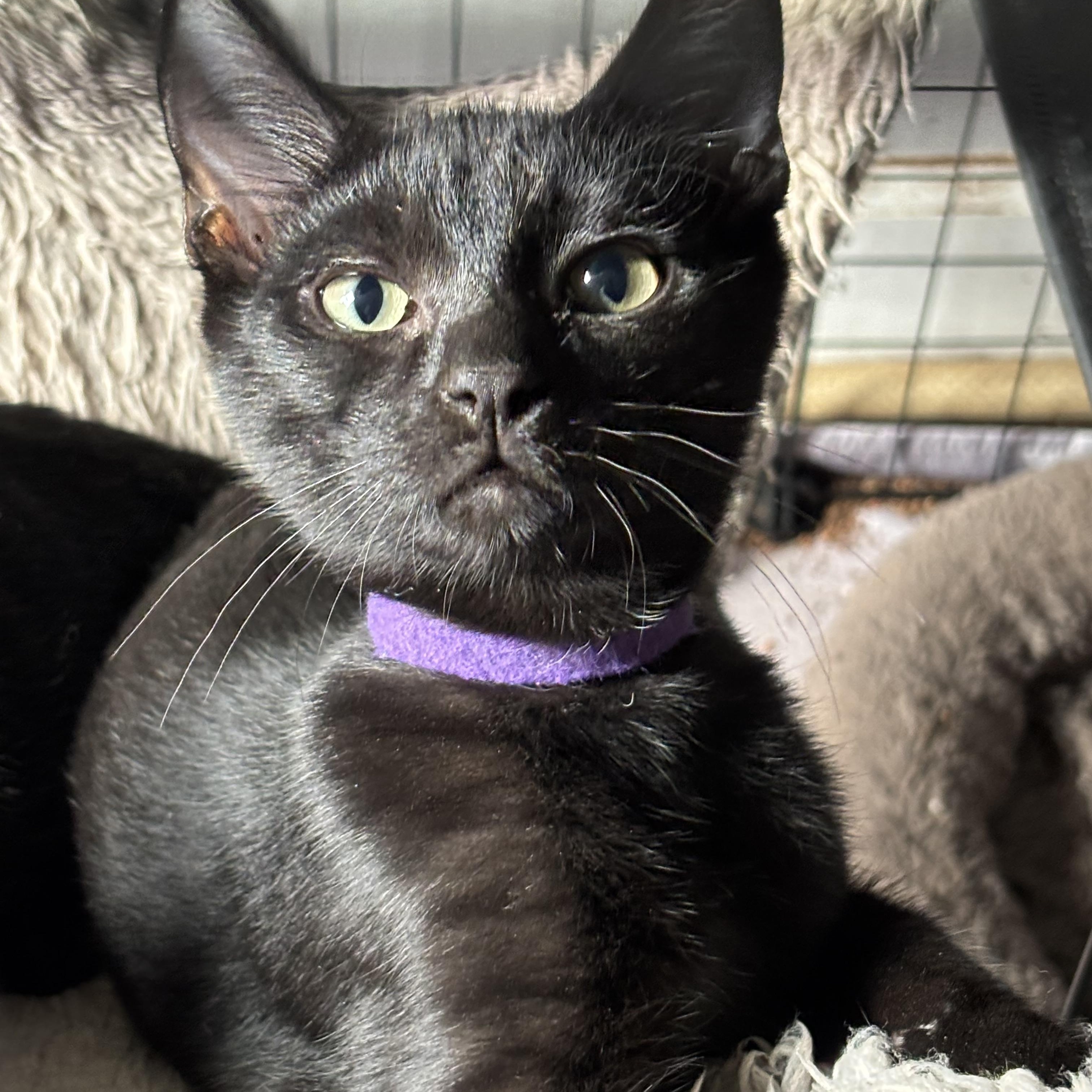 Professor Plum, a Adoptable Domestic Short Hair in DICKSON, TN image 1/4