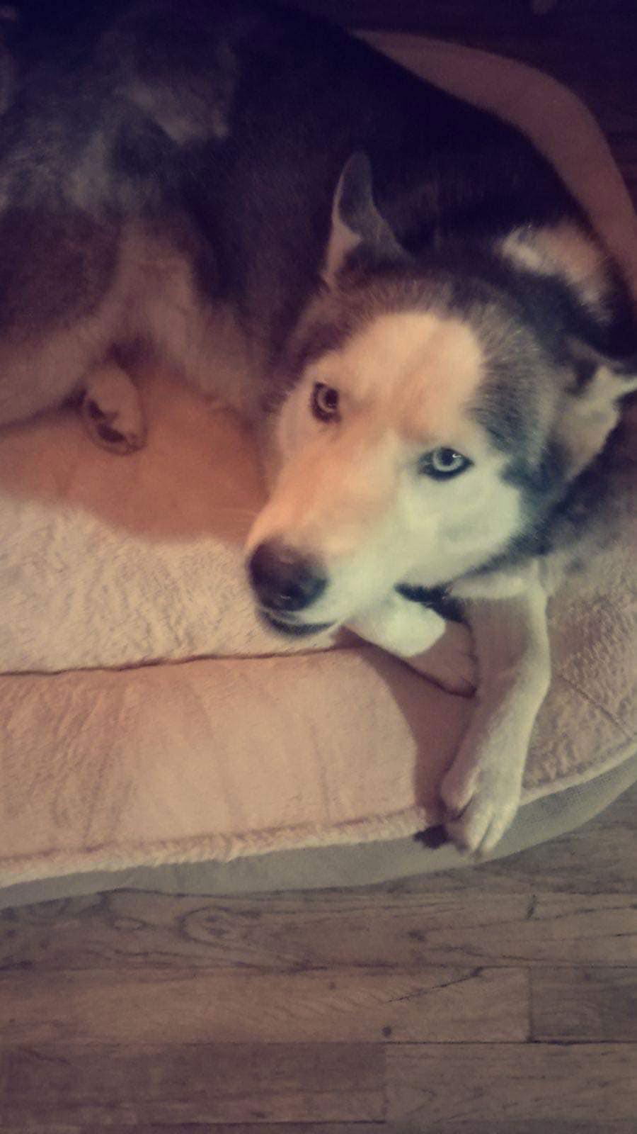 Enlarge Star, a Adopted Siberian Husky in Cedar Crest, NM image 1/1