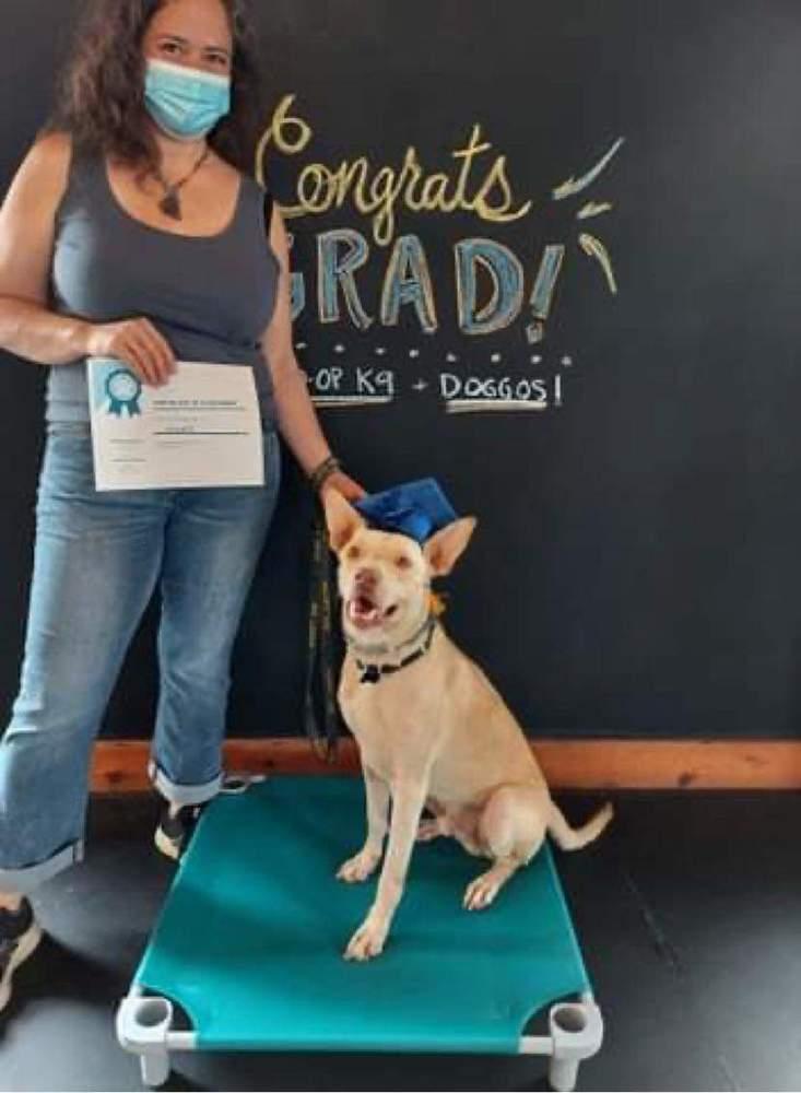 Enlarge Rowdy, a Adoptable mixed breed in Snow Camp, NC image 2/6