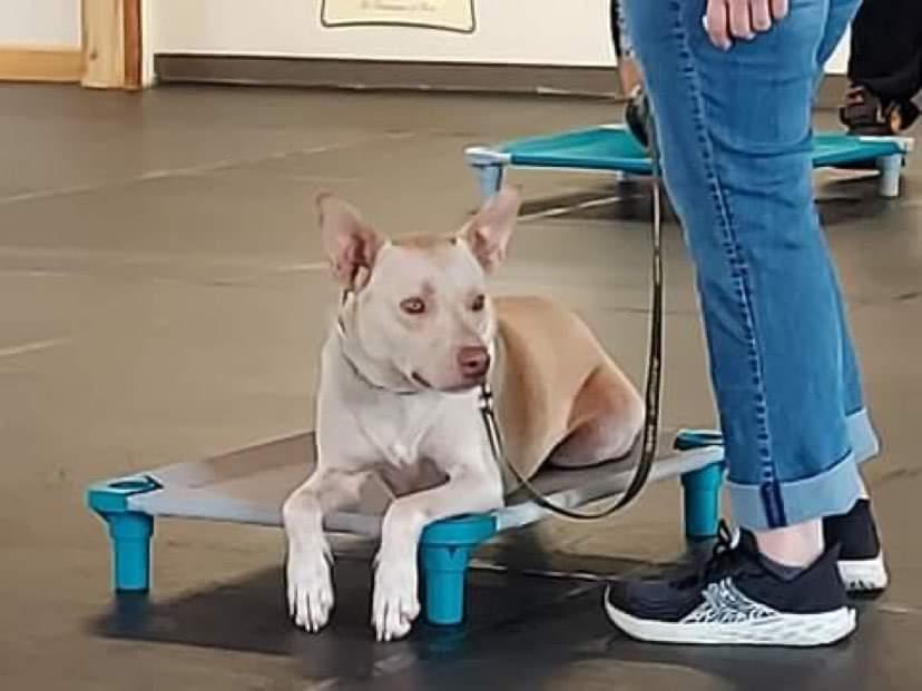 Enlarge Rowdy, a Adoptable mixed breed in Snow Camp, NC image 4/6