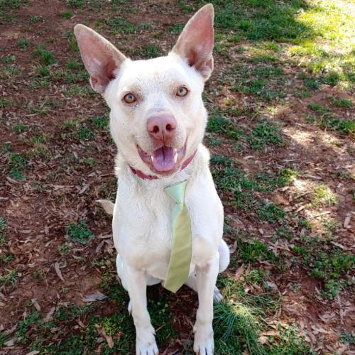 Enlarge Rowdy, a Adoptable mixed breed in Snow Camp, NC image 6/6
