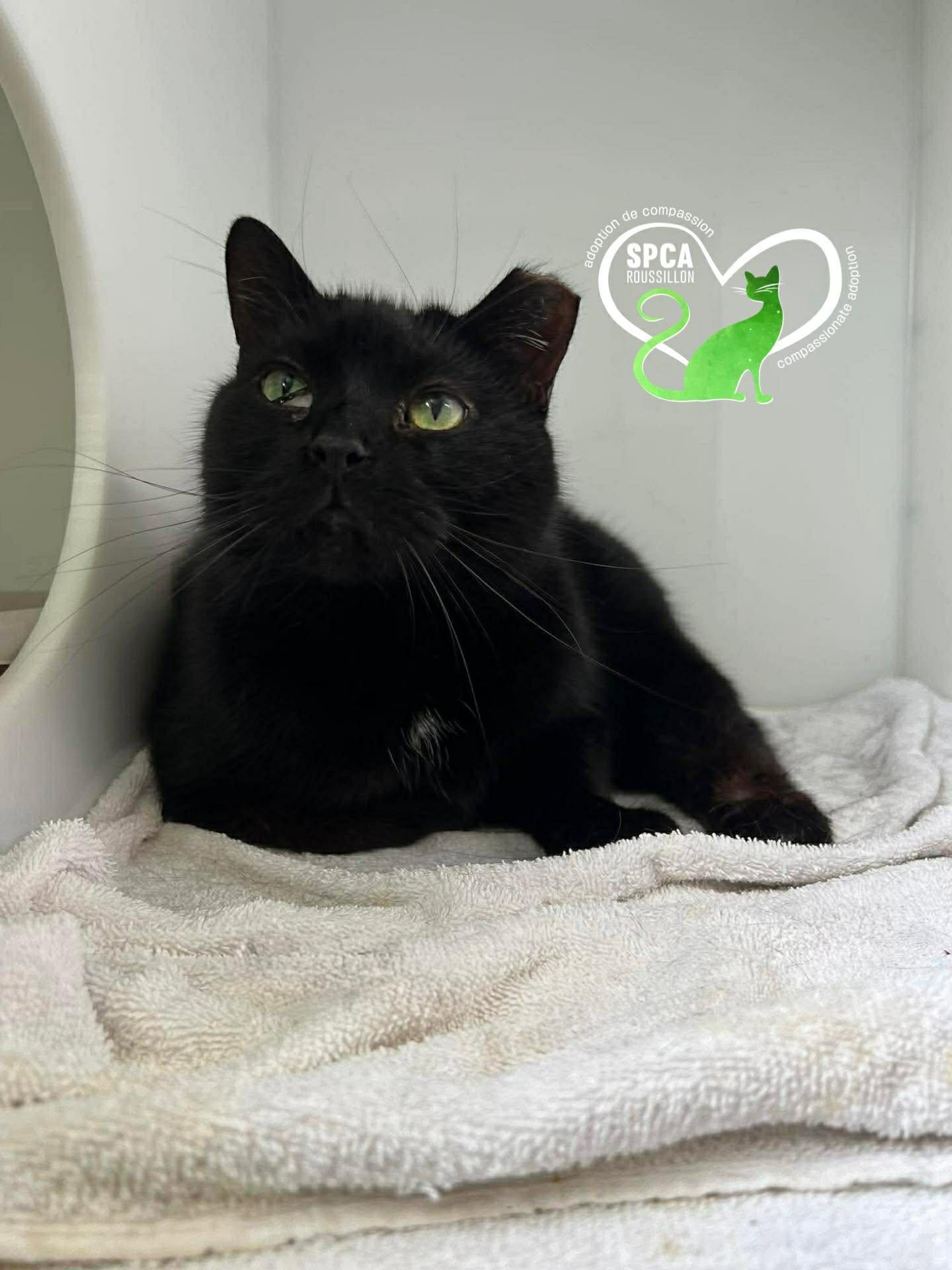 Stoik, Adoptable, Senior Male Domestic Short Hair.